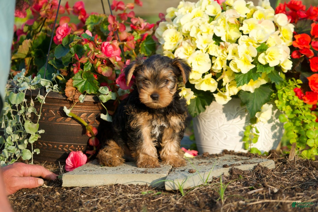Yorkshire Terrier dogs for sale: Kalvin - Image 2