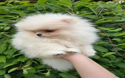 Pomeranian dogs for sale: Stacy - Image 2
