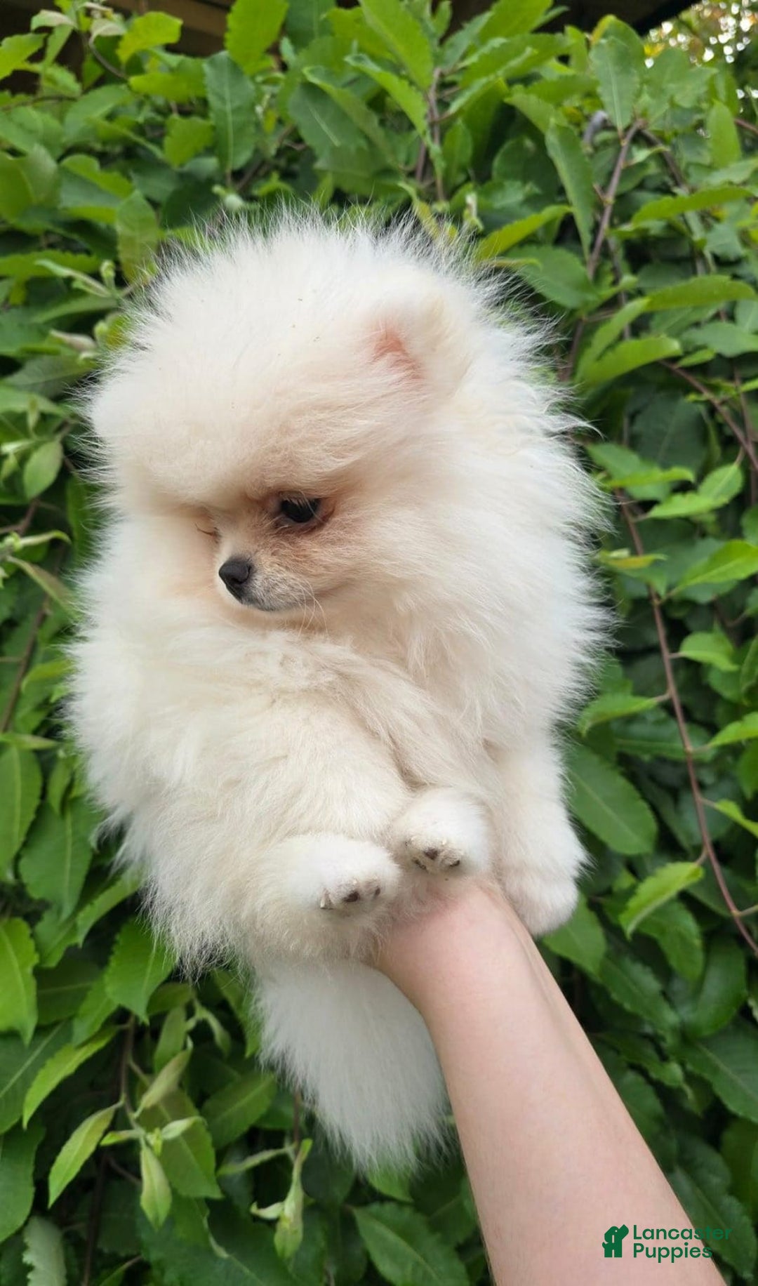 Pomeranian dogs for sale: Stacy - Image 2