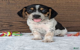 Beagle dogs for sale: Riley - Image 12