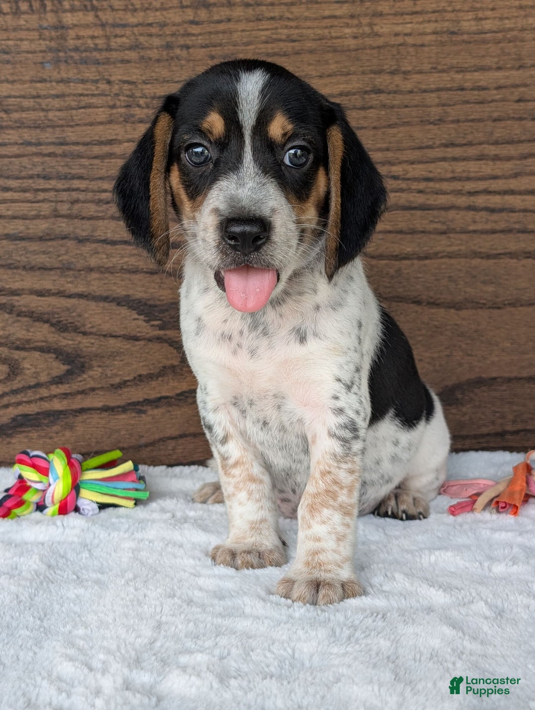 Beagle dogs for sale: Riley - Image 12