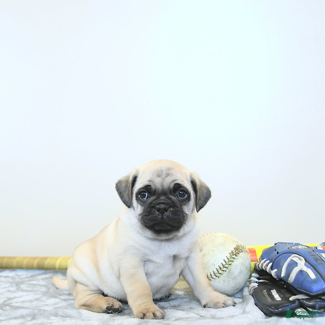 Jug dogs for sale: Cody - Image 3