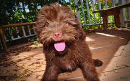 Havapoo dogs for sale: Wiggles - Image 4