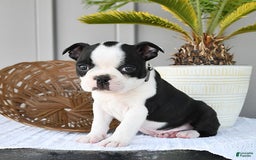 Boston Terrier dogs for sale: Checkers - Image 2