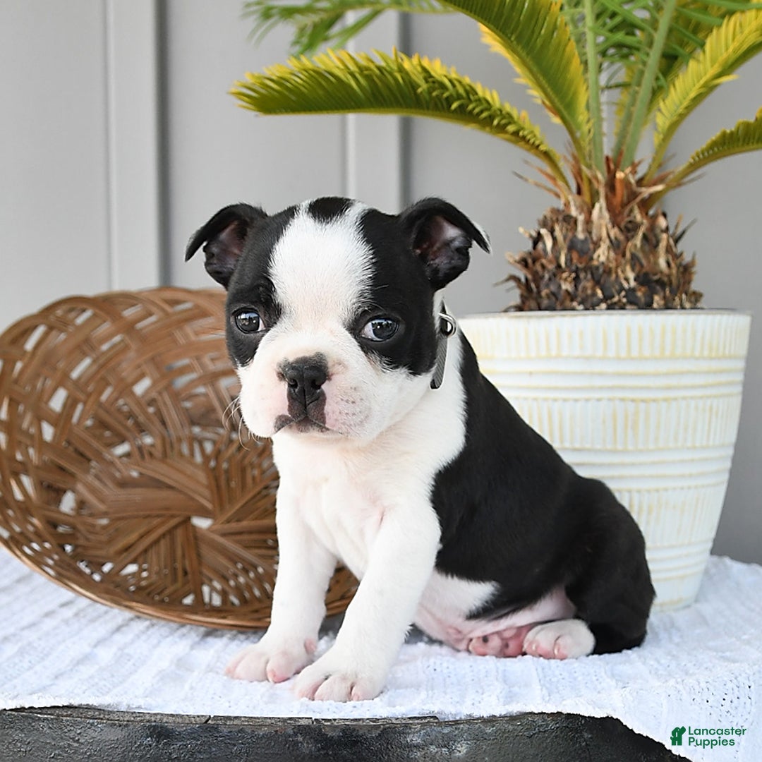 Boston Terrier dogs for sale: Checkers - Image 2