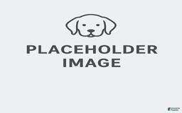 Aussiedoodle dogs for sale: Snape - Listing for pets: Snape, Granger - Image 8