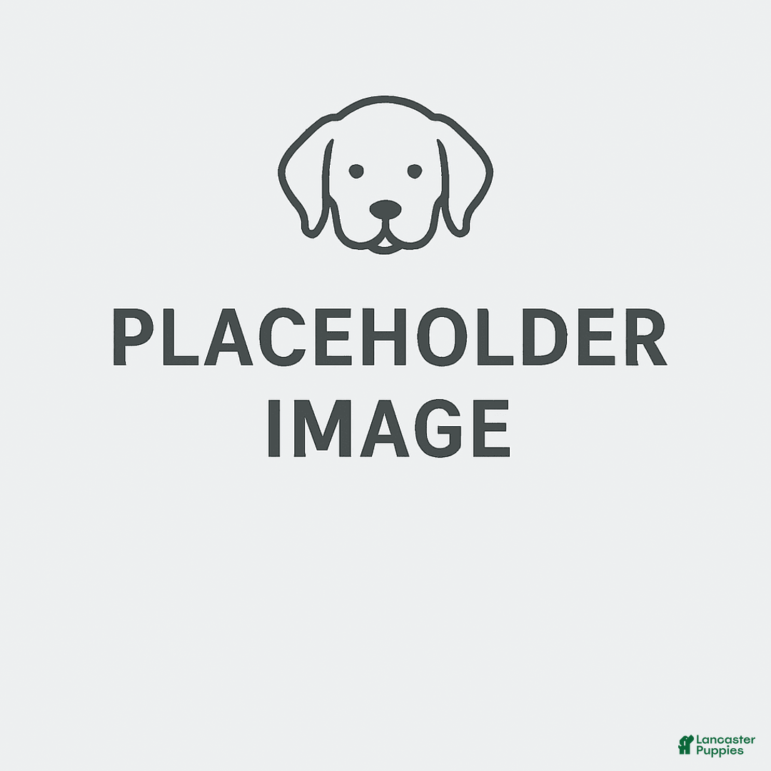 Aussiedoodle dogs for sale: Snape - Listing for pets: Snape, Granger - Image 8