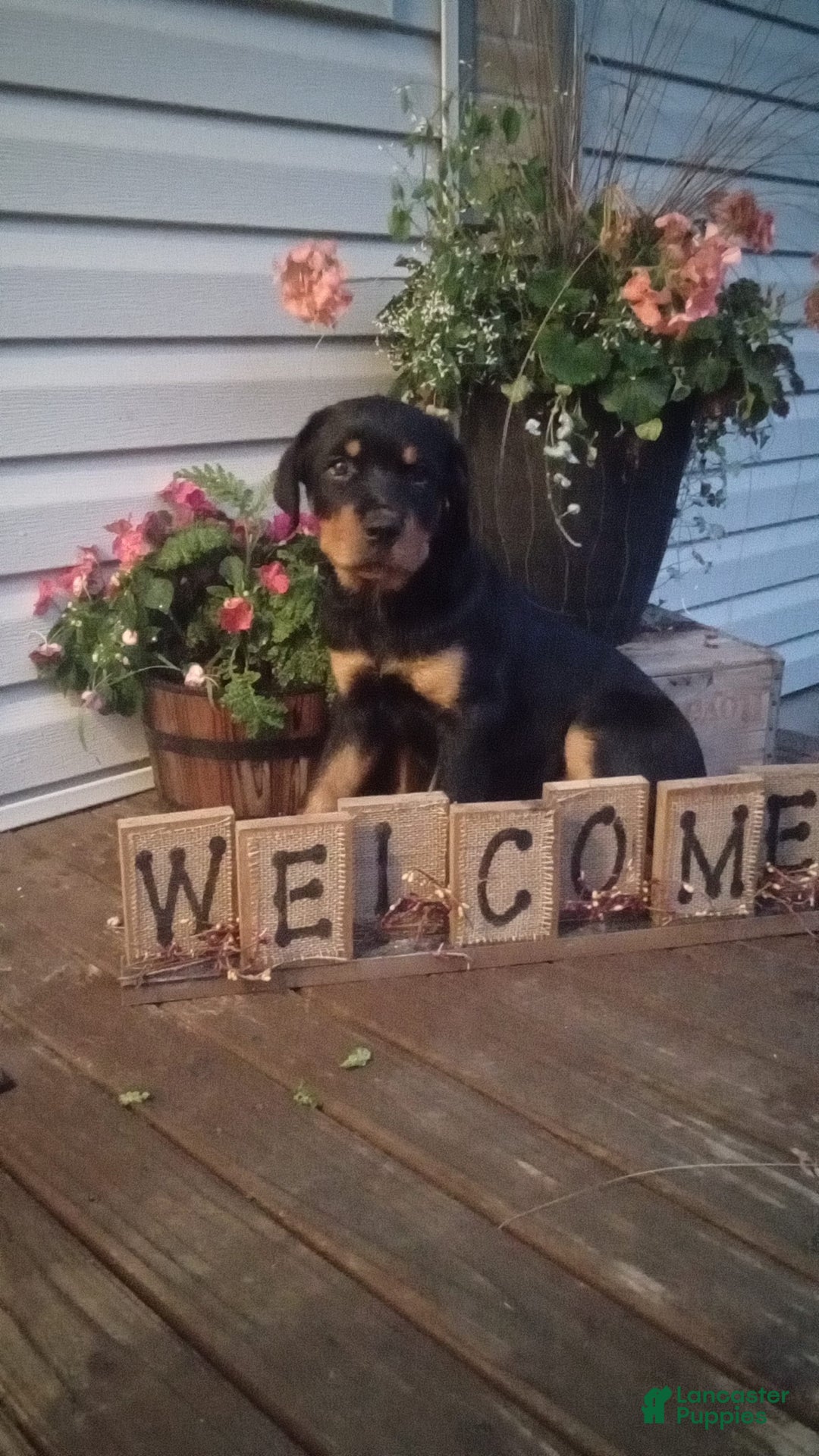 Rottweiler dogs for sale: Ninja - Image 13
