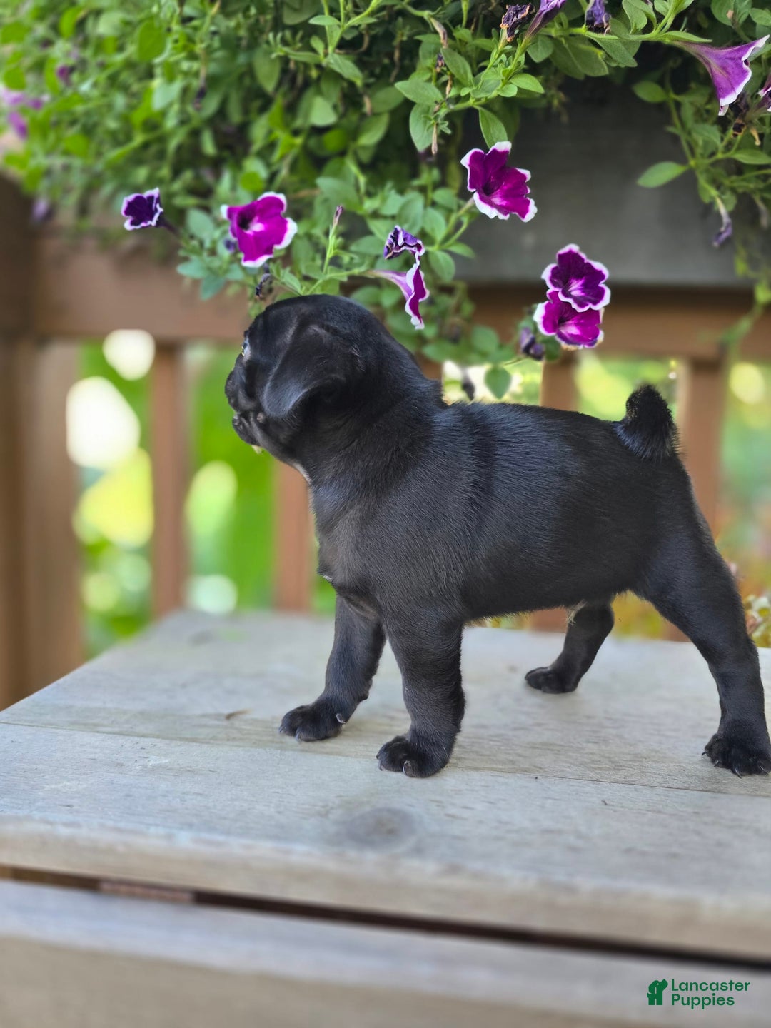 Pug dogs for sale: Pokey - Image 1