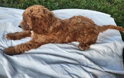 Irish Doodle dogs for sale: Celeste-mini Irish Doodle - Image 15