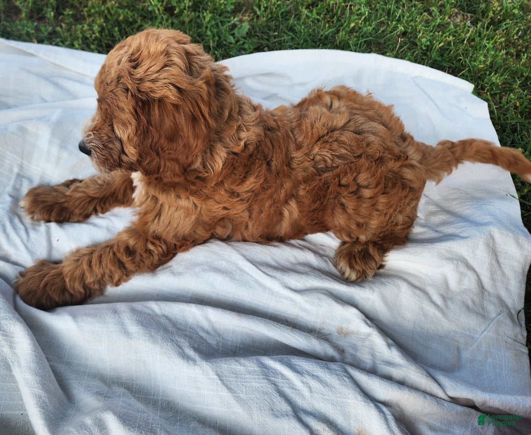 Irish Doodle dogs for sale: Celeste-mini Irish Doodle - Image 15