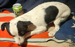 Chihuahua dogs for sale: X - Image 13