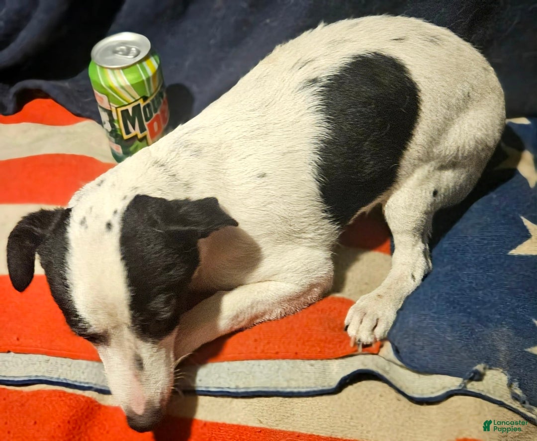 Chihuahua dogs for sale: X - Image 13