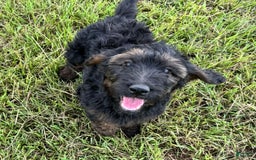 Goldendoodle dogs for sale: Lilly - Image 6