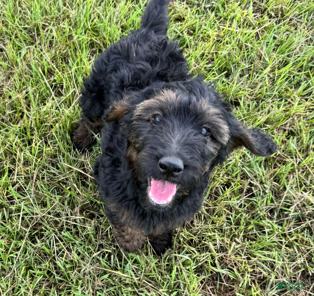 Goldendoodle dogs for sale: Lilly - Image 6