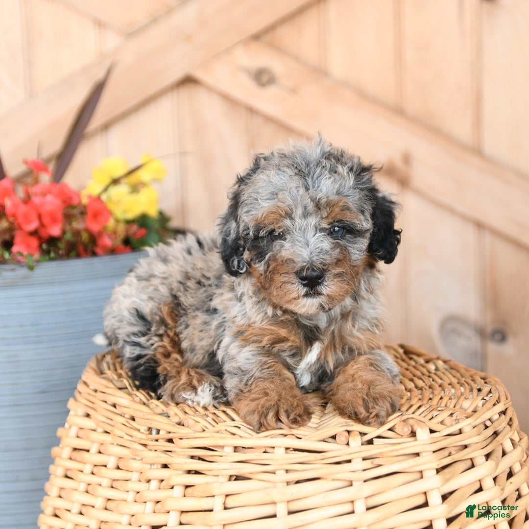 Mini Bernedoodle dogs for sale: Sparkey - Image 2