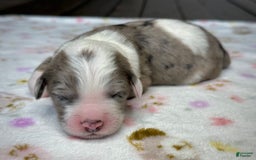 Sheepadoodle dogs for sale: Wilma - Image 3