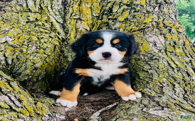 Bernese Mountain Dog dogs for sale - Ad 2