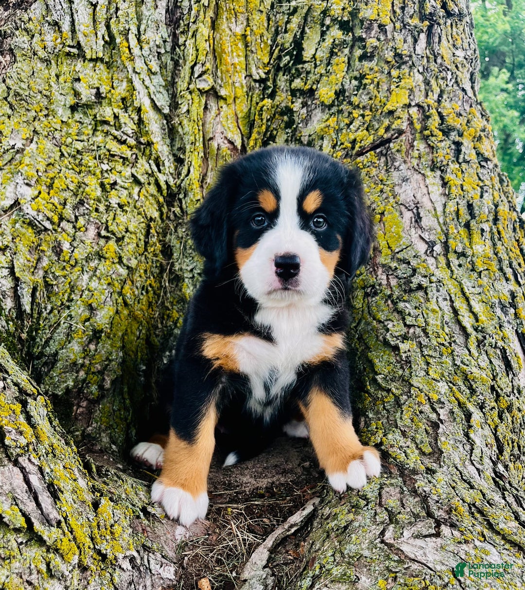 Bernese Mountain Dog dogs for sale: Lucy - Image 1