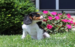 Cavalier King Charles Spaniel dogs for sale: Abby - Image 19