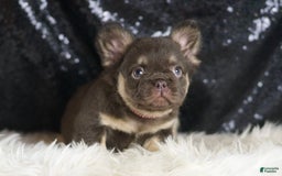 French Bulldog dogs for sale: Vegas - Image 2