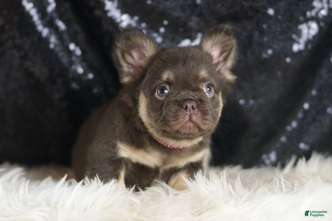 French Bulldog dogs for sale: Vegas - Image 2
