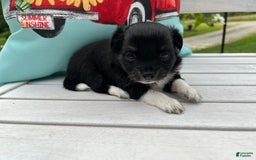 Chihuahua dogs for sale: Lydia - Image 8