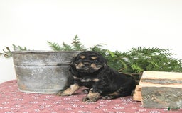 Cocker Spaniel dogs for sale: Banjo - Image 8