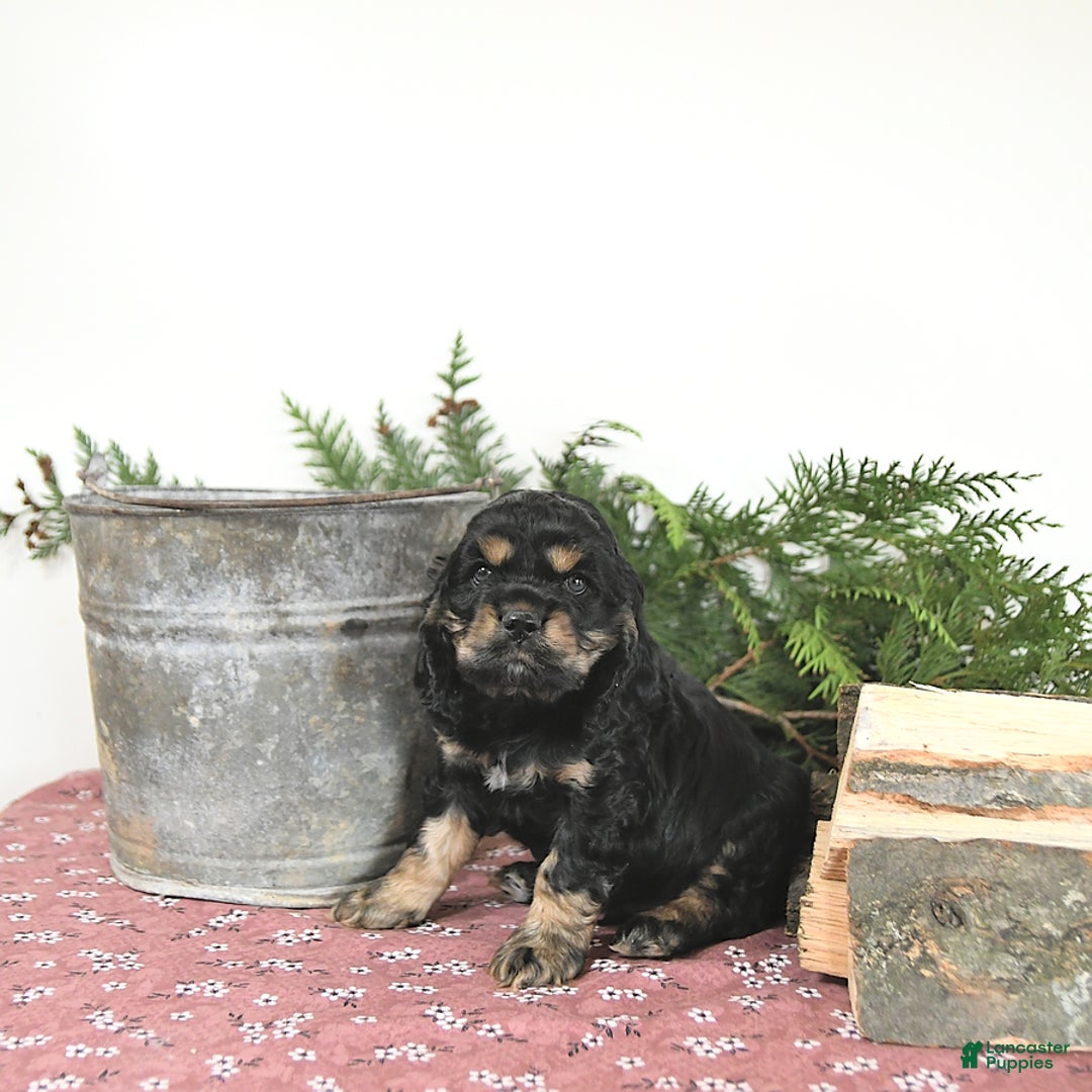 Cocker Spaniel dogs for sale: Banjo - Image 8