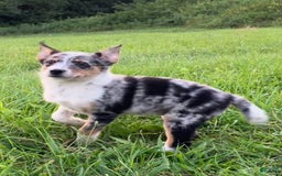 Australian Shepherd dogs for sale: Abbey - Image 1