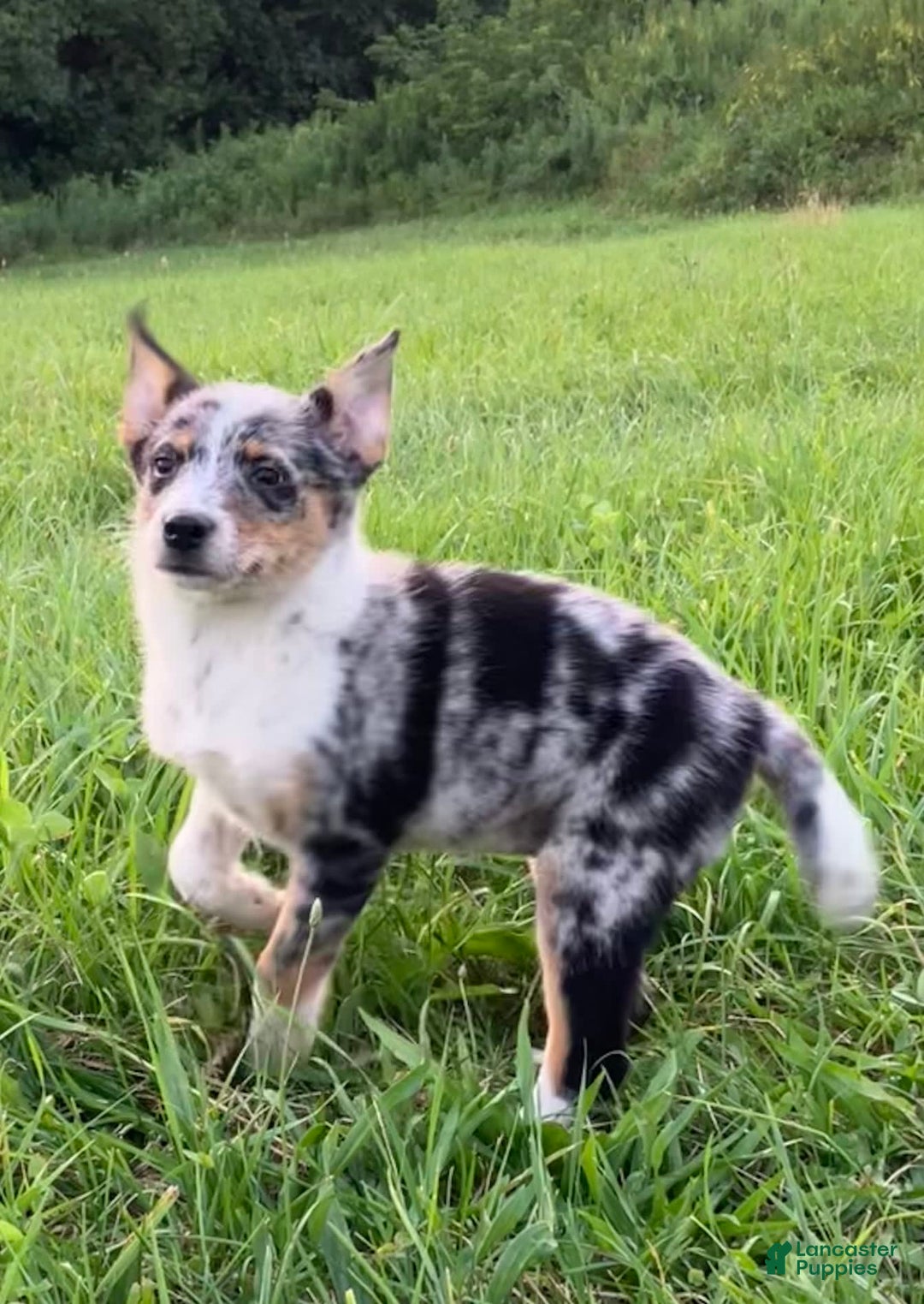 Australian Shepherd dogs for sale: Abbey - Image 1
