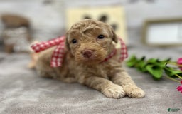 Miniature Poodle dogs for sale: Taren - Image 7