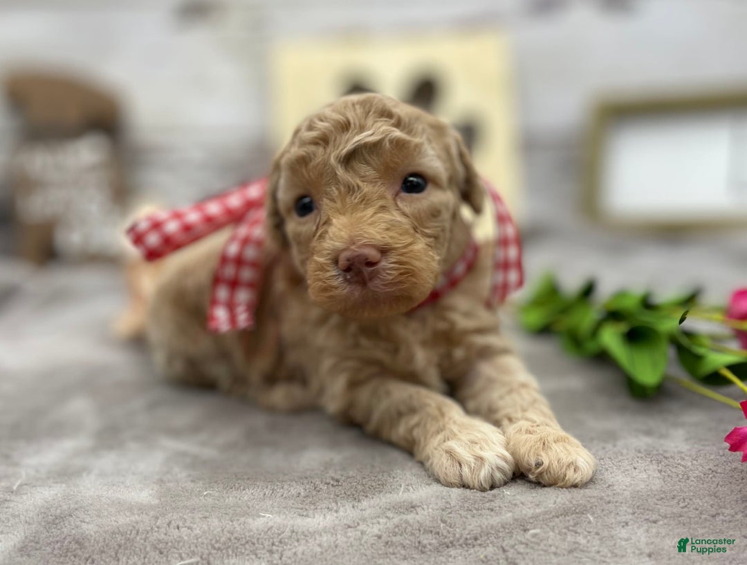 Miniature Poodle dogs for sale: Taren - Image 7