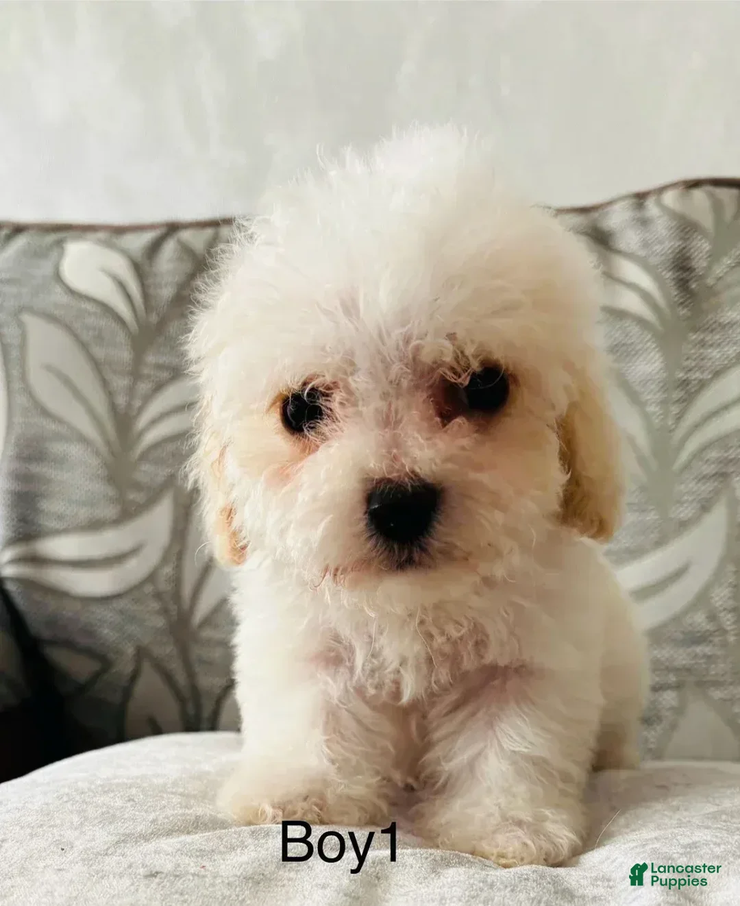 Cavachon dogs for sale: Ringo - Image 5
