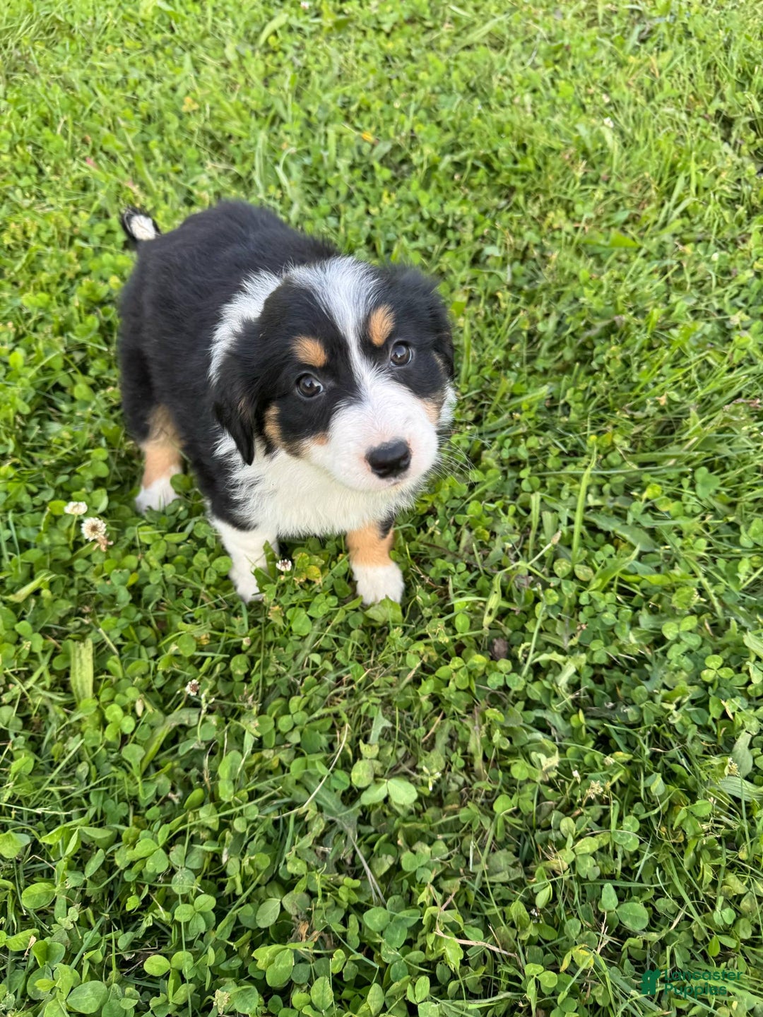 Australian Shepherd dogs for sale: Ahsoko - Image 12