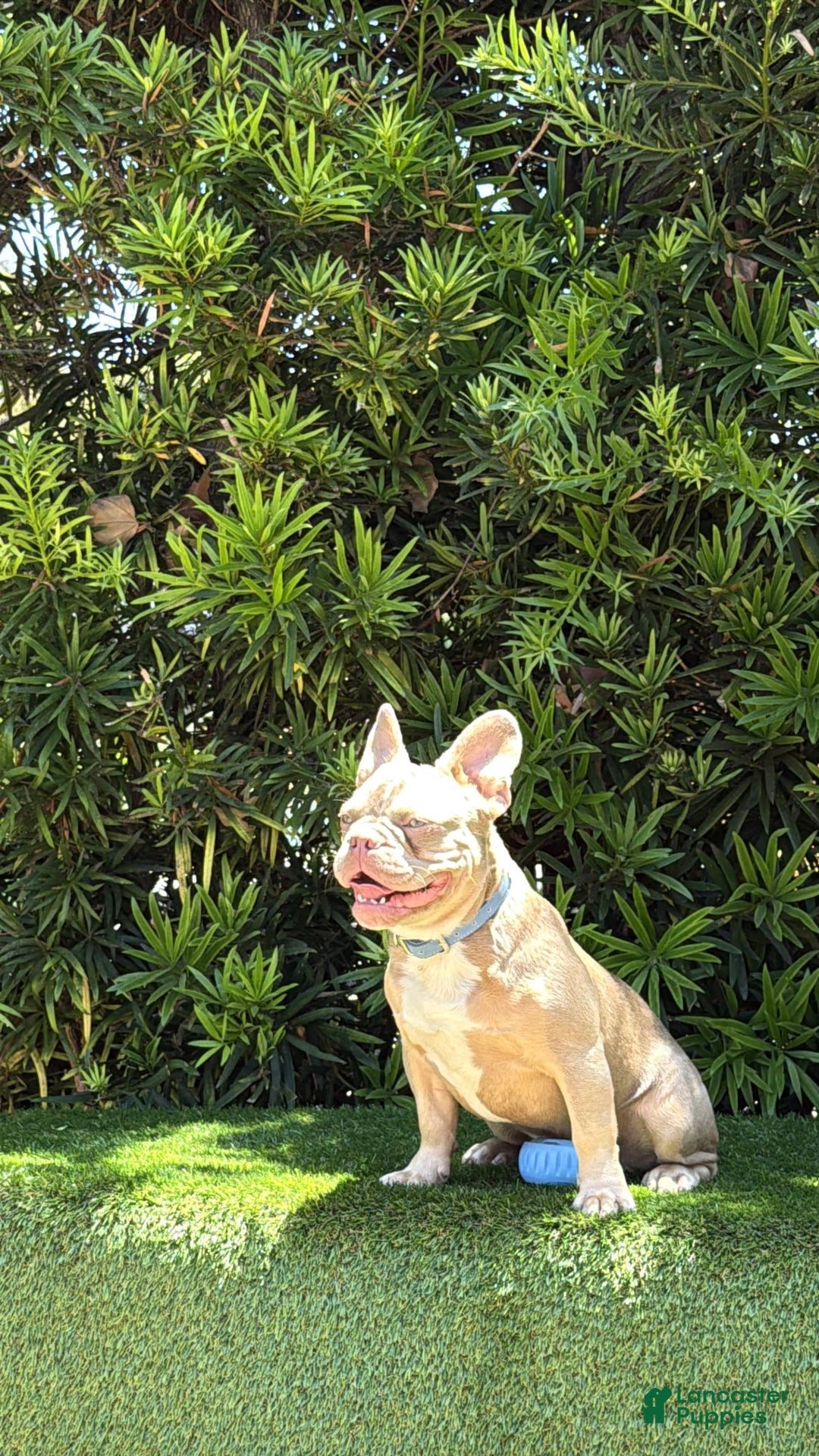 French Bulldog dogs for sale: Dj - Image 6