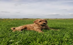 Mini Goldendoodle dogs for sale: Milo F1b - Image 11