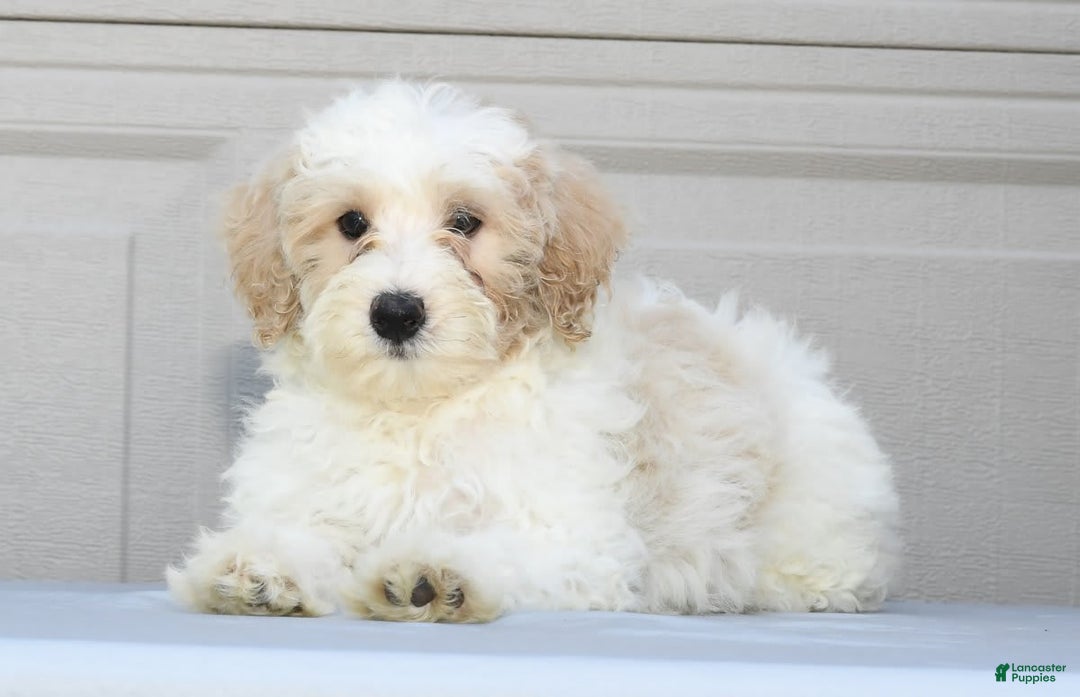 Maltipoo dogs for sale: Lola - Image 9