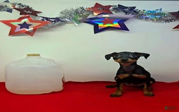 Miniature Pinscher dogs for sale: Layla - Image 2