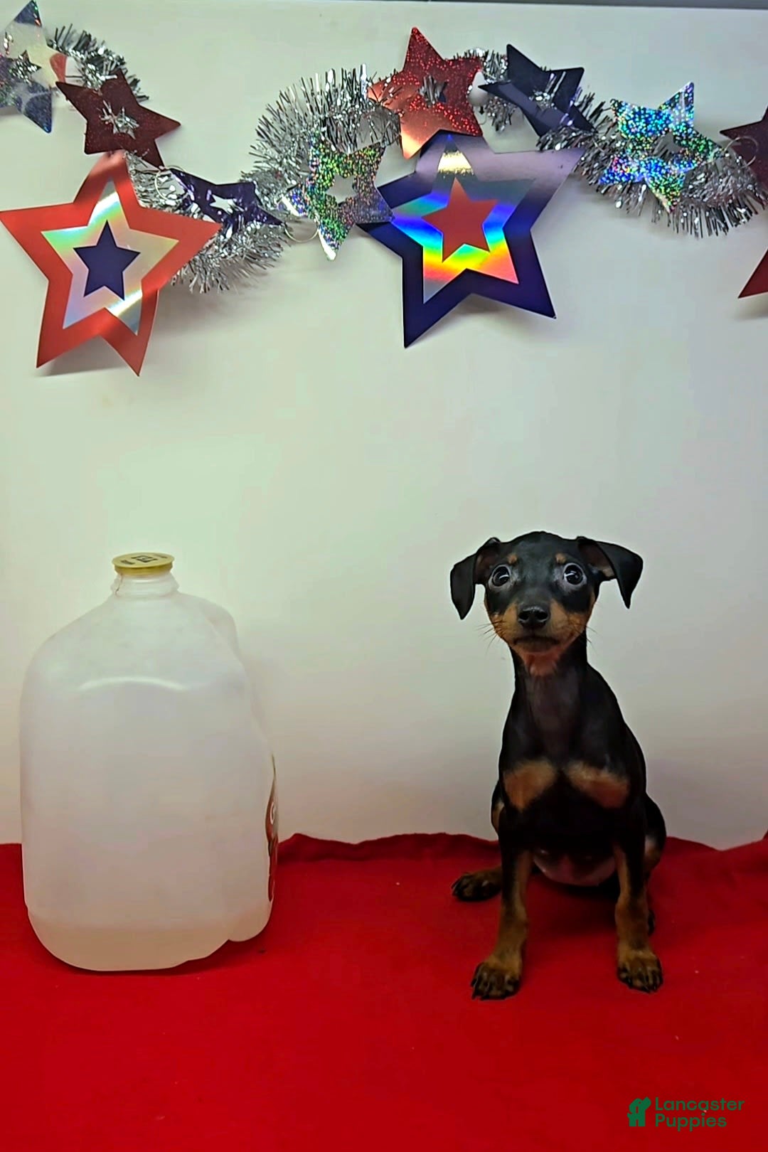 Miniature Pinscher dogs for sale: Layla - Image 2