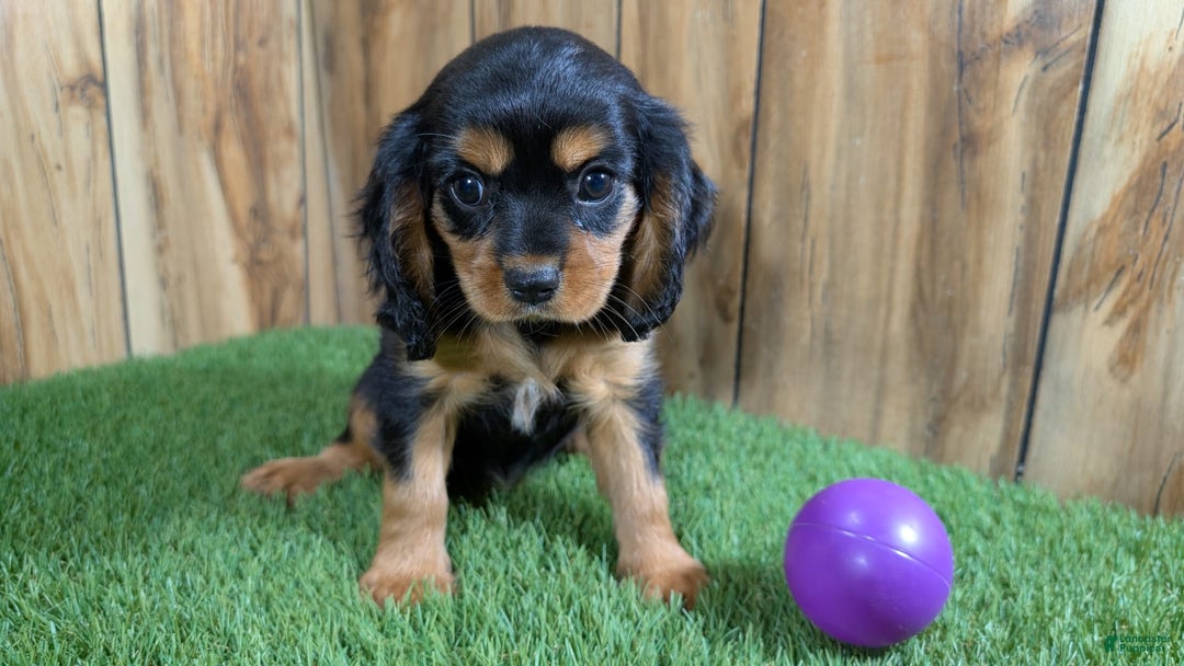 Cavalier King Charles Spaniel dogs for sale: Brin Girl 2 - Image 2