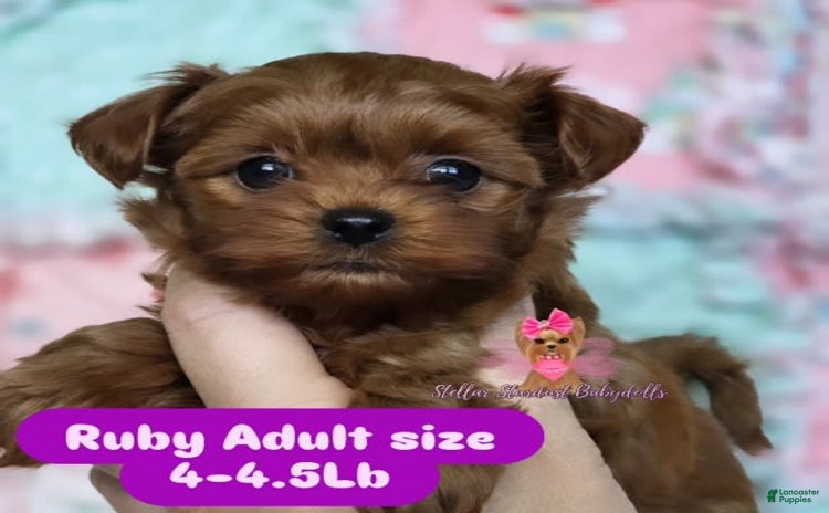 Yorkiepoo dogs for sale - Ad 5