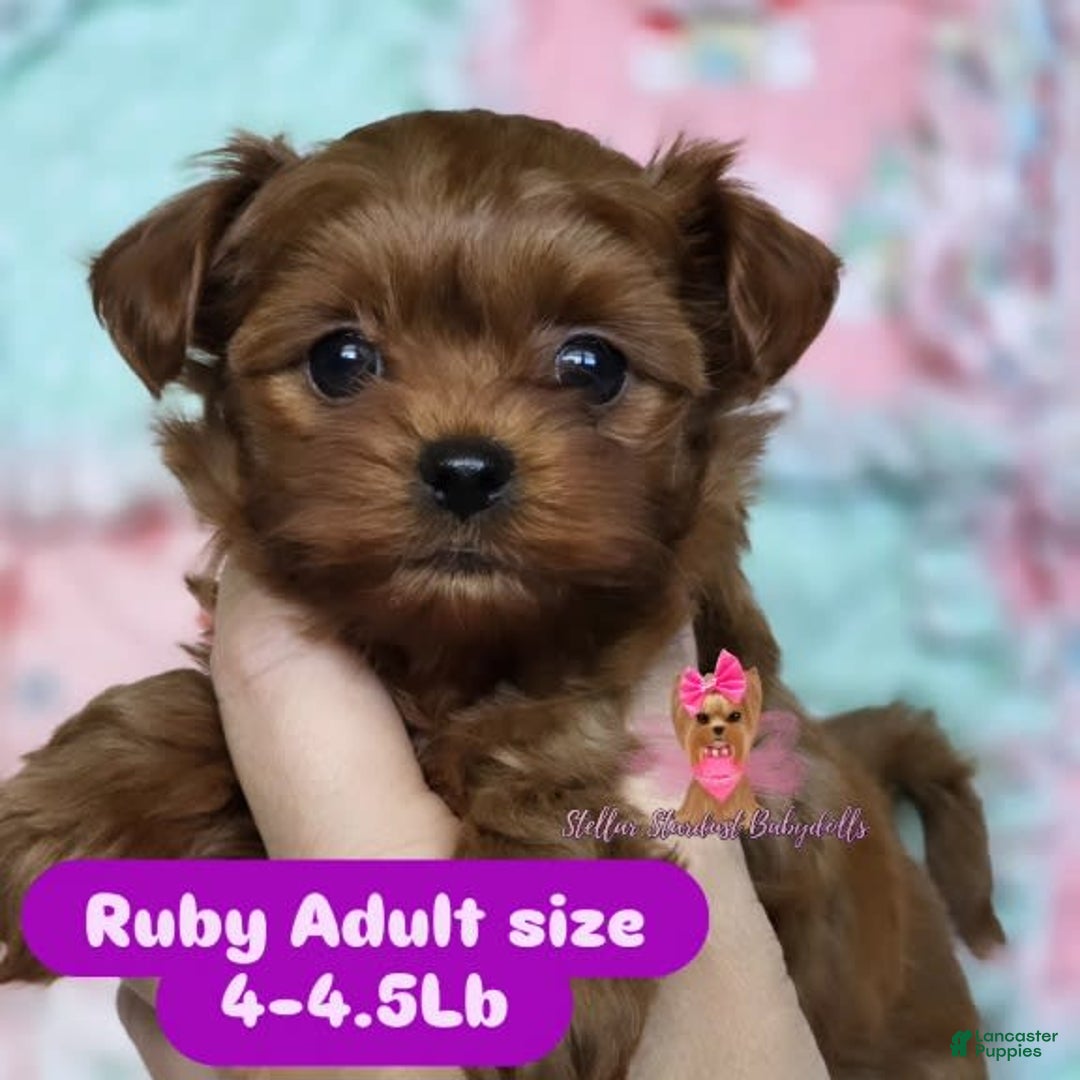 Yorkiepoo dogs for sale: Ruby - Image 1