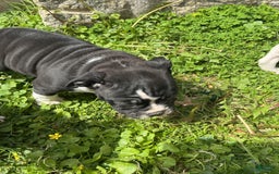 American Bully dogs for sale: Luna Black - Image 8