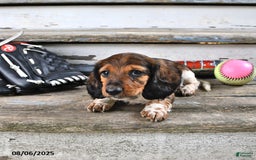 Miniature Dachshund dogs for sale: Carter - Image 3