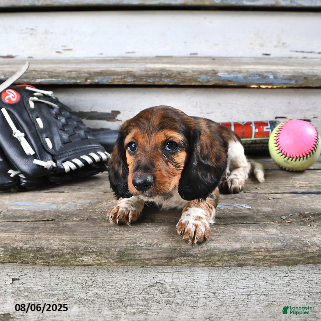 Miniature Dachshund dogs for sale: Carter - Image 3