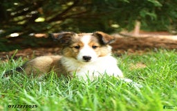 Shetland Sheepdog dogs for sale: Lira - Image 2