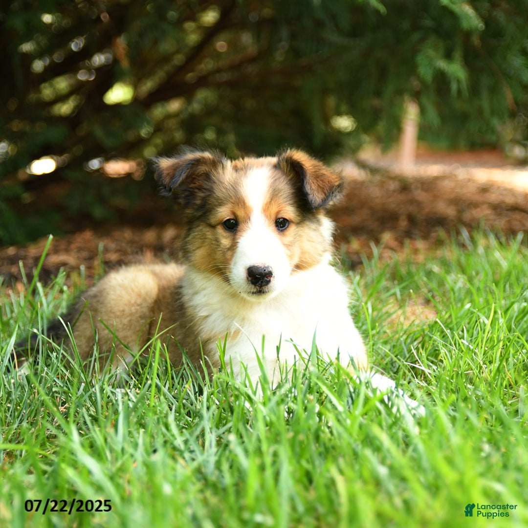 Shetland Sheepdog dogs for sale: Lira - Image 2