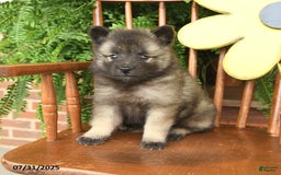 Keeshond dogs for sale: Trouper - Image 1