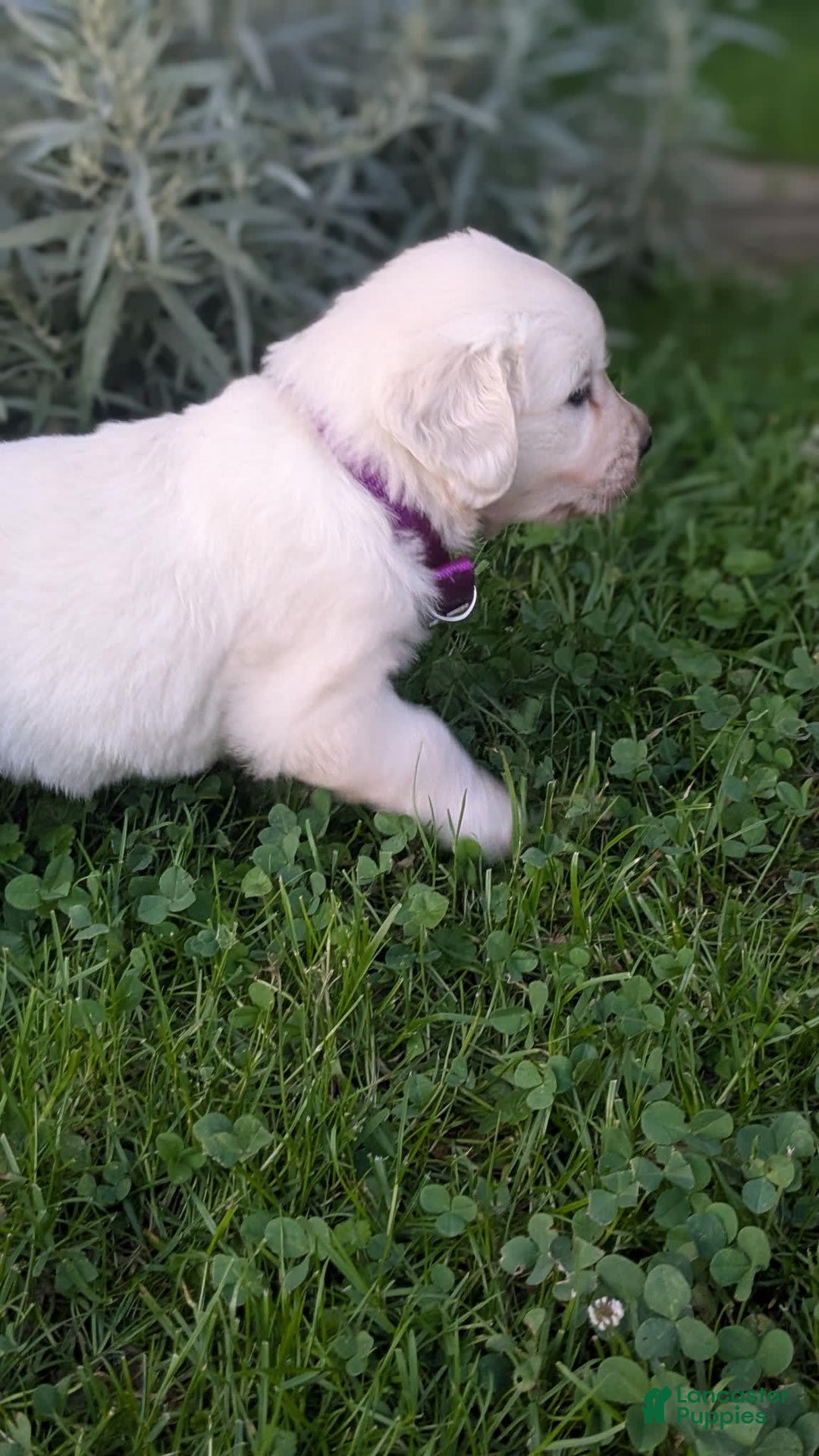 Golden Retriever dogs for sale: Jade - Image 1